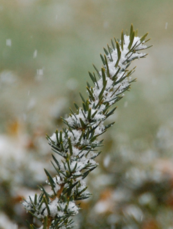 First Snow!